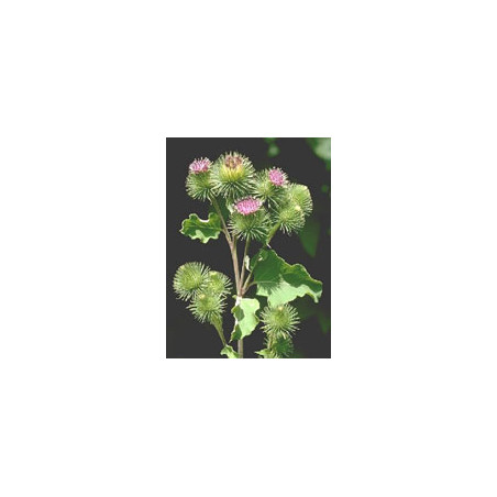 TSA ARCTIUM LAPPA 50ML