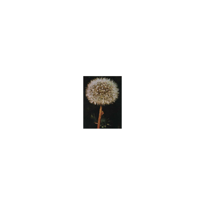 TSA TARAXACUN OFFICINALIS 50ML