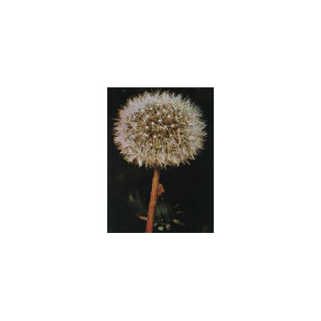 TSA TARAXACUN OFFICINALIS 50ML