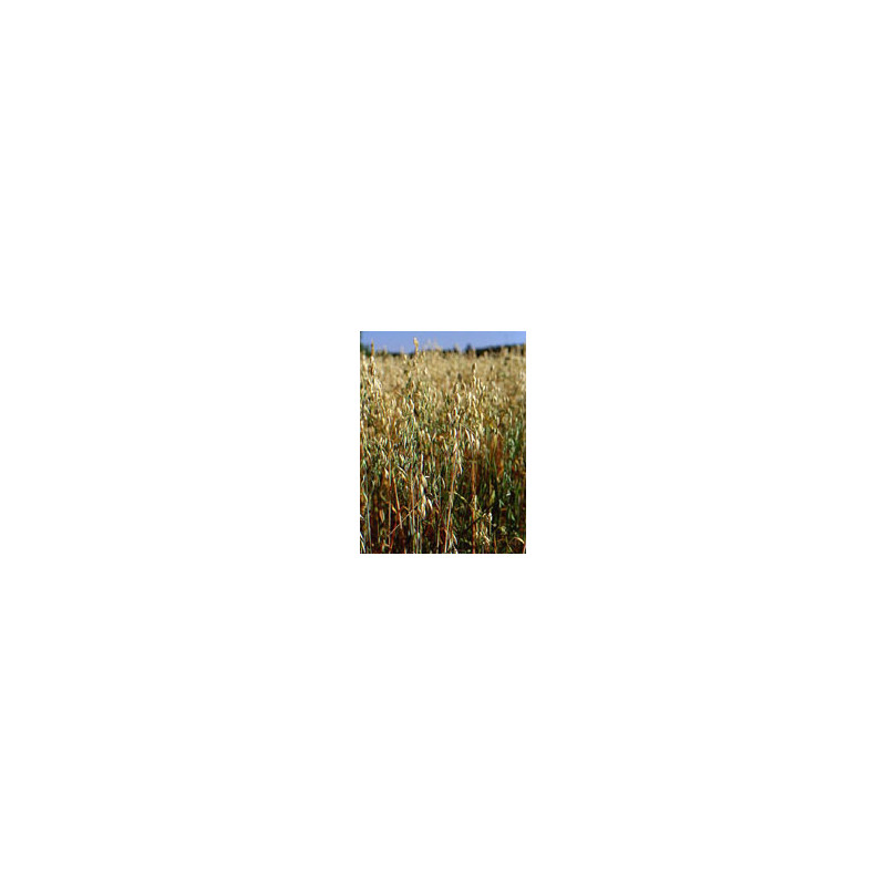 TSA AVENA SATIVA 50ML