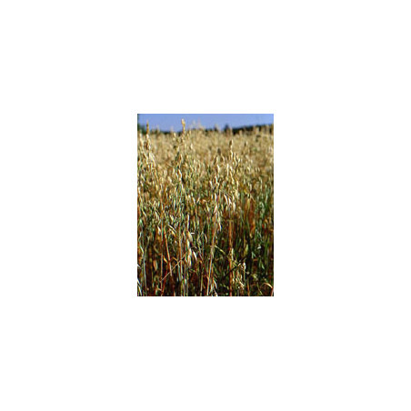 TSA AVENA SATIVA 50ML