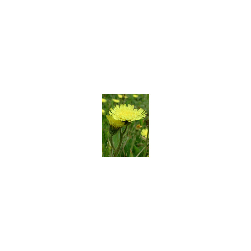 TSA HIERACIUM PILOSELLA 50ML