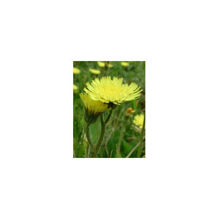 TSA HIERACIUM PILOSELLA 50ML