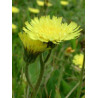 TSA HIERACIUM PILOSELLA 50ML
