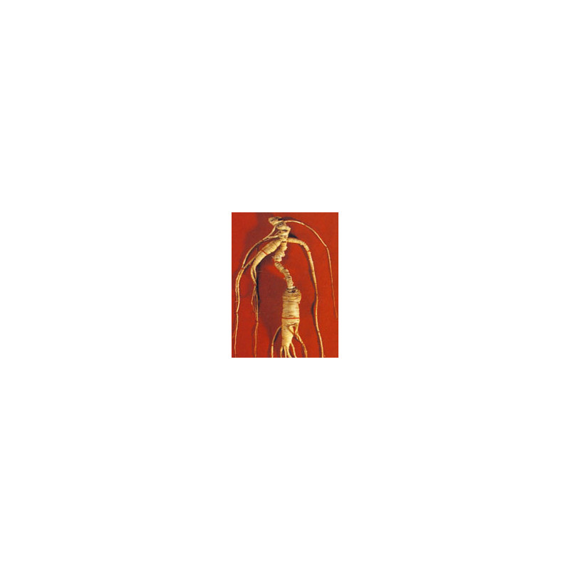 TSA PANAX GINSENG 50M