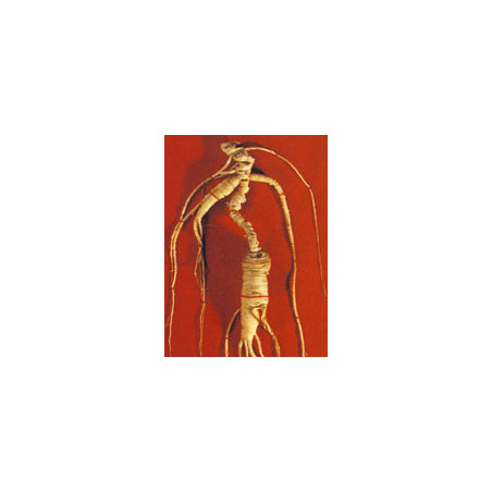 TSA PANAX GINSENG 50M