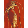 TSA PANAX GINSENG 50M