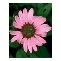 TSA ECHINACEA ANGUSTIFOLIA50ML