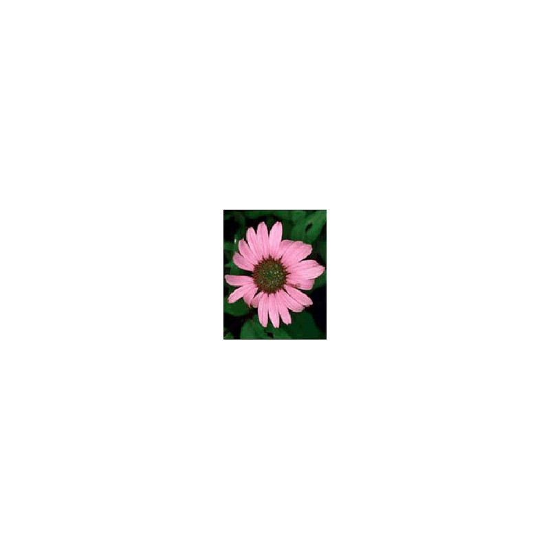 TSA ECHINACEA ANGUSTIFOLIA50ML