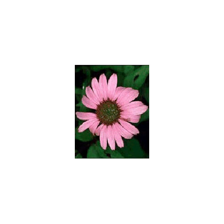 TSA ECHINACEA ANGUSTIFOLIA50ML