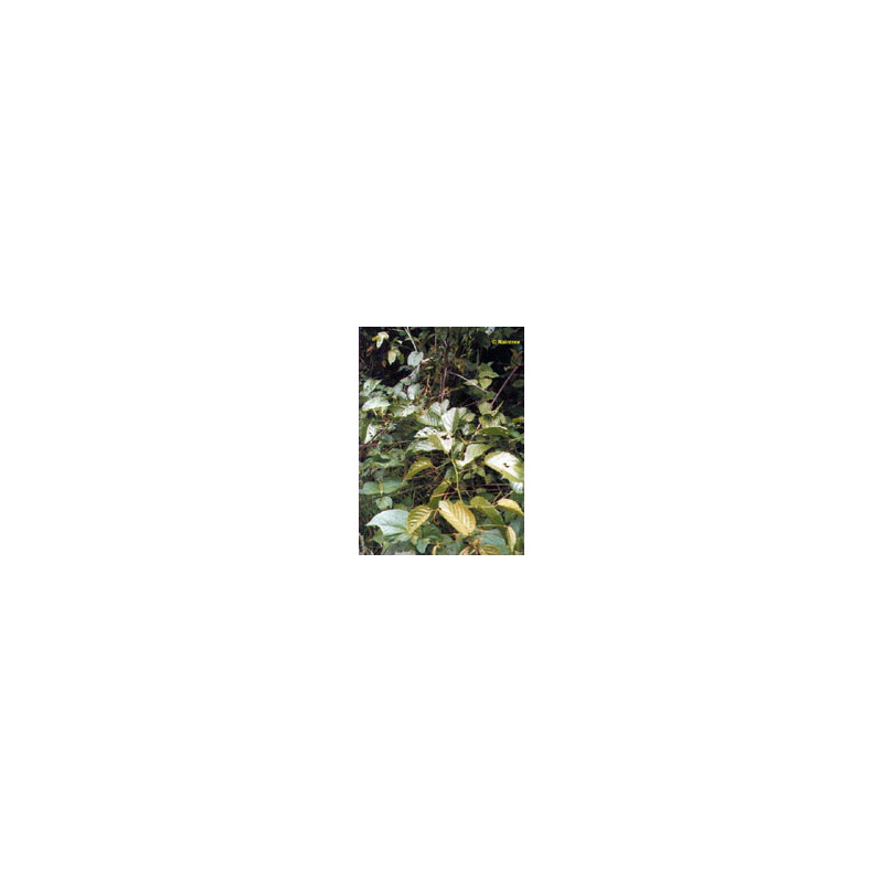 TSA UNCARIA TOMENTOSA 50ML