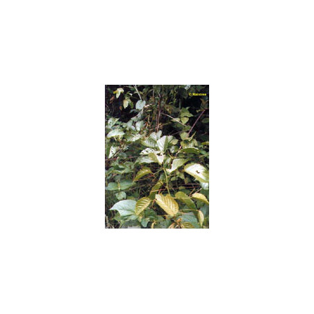 TSA UNCARIA TOMENTOSA 50ML