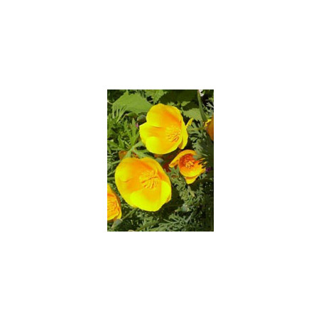 TSA ESCHSCHOLTZIA CALIFOR 50ML