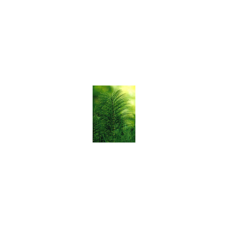 TSA EQUISETUM ARVENSE 50ML