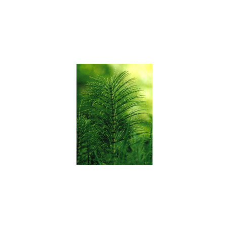 TSA EQUISETUM ARVENSE 50ML