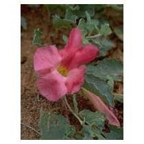 TSA HARPAGOPHYTUM 50ML
