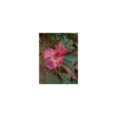 TSA HARPAGOPHYTUM 50ML