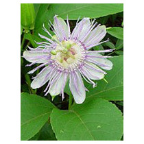 TSA PASSIFLORA INCARNATA 50ML