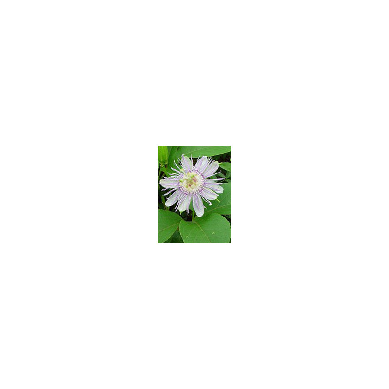 TSA PASSIFLORA INCARNATA 50ML