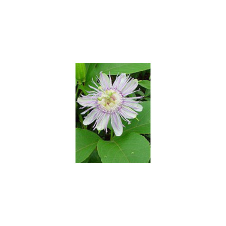 TSA PASSIFLORA INCARNATA 50ML
