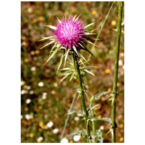 TSA SILYBUM MARIANUM 50ML