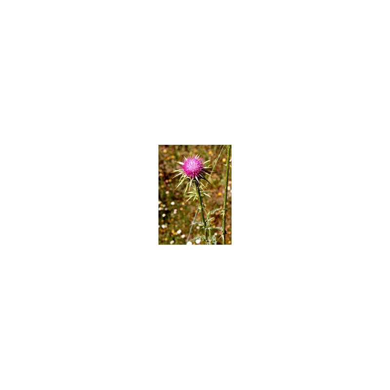 TSA SILYBUM MARIANUM 50ML