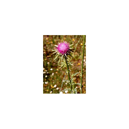 TSA SILYBUM MARIANUM 50ML