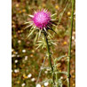 TSA SILYBUM MARIANUM 50ML