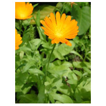 TSA CALENDULA OFFICINALIS 50ML