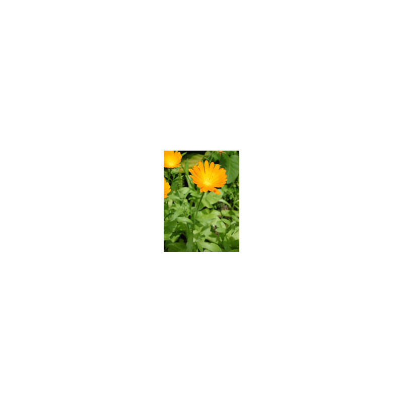 TSA CALENDULA OFFICINALIS 50ML