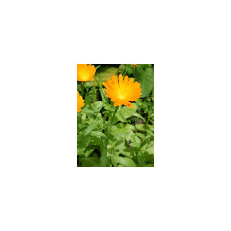 TSA CALENDULA OFFICINALIS 50ML