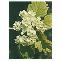 TSA CRATAEGUS OXYCANTHIA 50ML