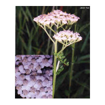 TSA ACHILLEA MILLEFOGLIE 50ML