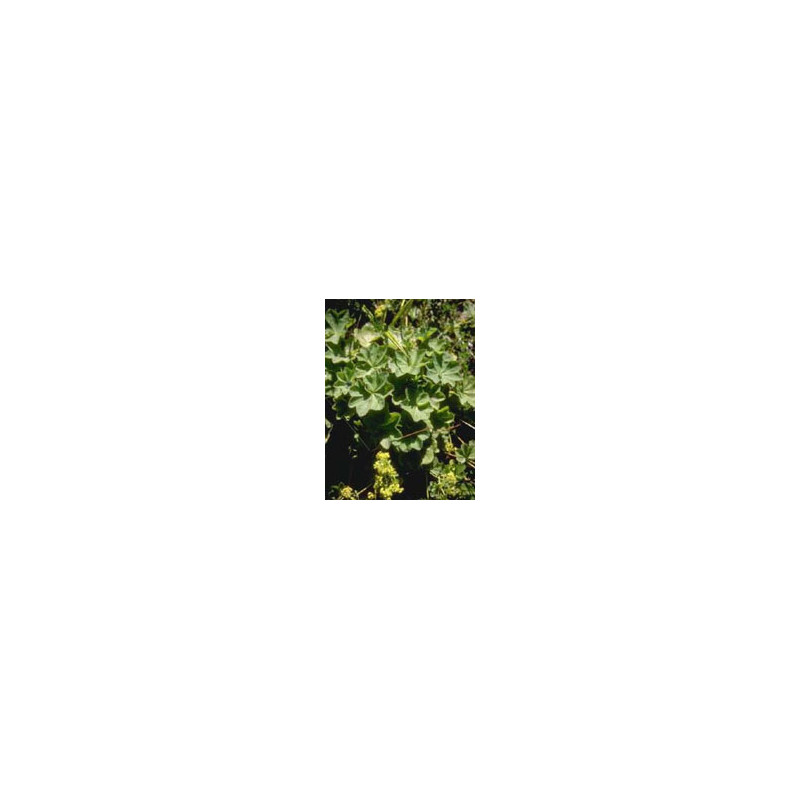 TSA ALCHEMILLA VULGARIS 50ML