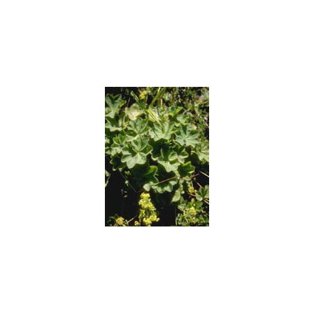 TSA ALCHEMILLA VULGARIS 50ML