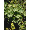 TSA ALCHEMILLA VULGARIS 50ML