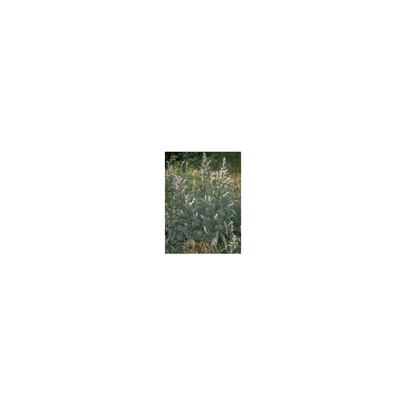 TSA ARTEMISIA VULGARIS 50ML