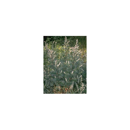 TSA ARTEMISIA VULGARIS 50ML