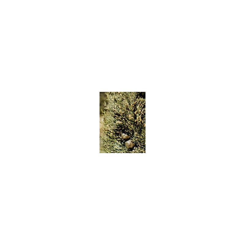 TSA CUPRESSUS SEMPERVIRENS50ML