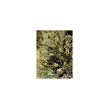 TSA CUPRESSUS SEMPERVIRENS50ML