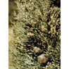 TSA CUPRESSUS SEMPERVIRENS50ML