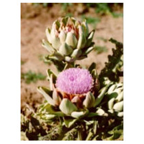 TSA CYNARA SCOLYMUS 50ML