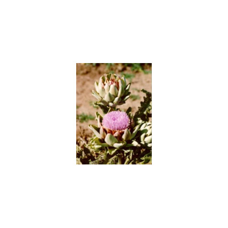 TSA CYNARA SCOLYMUS 50ML