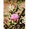 TSA CYNARA SCOLYMUS 50ML