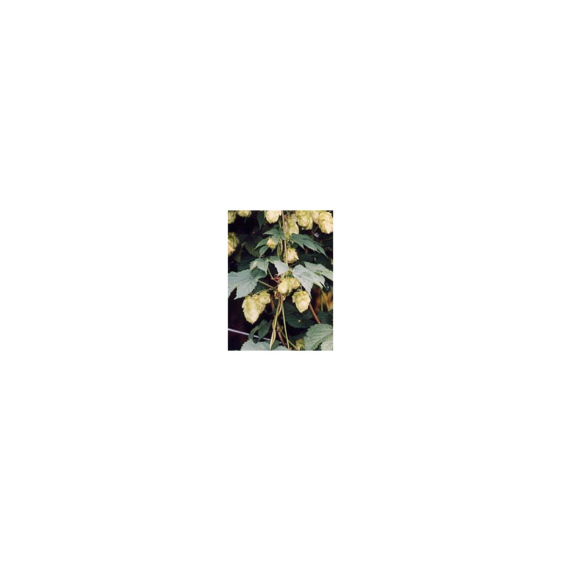 TSA HUMULUS LUPULUS 50ML