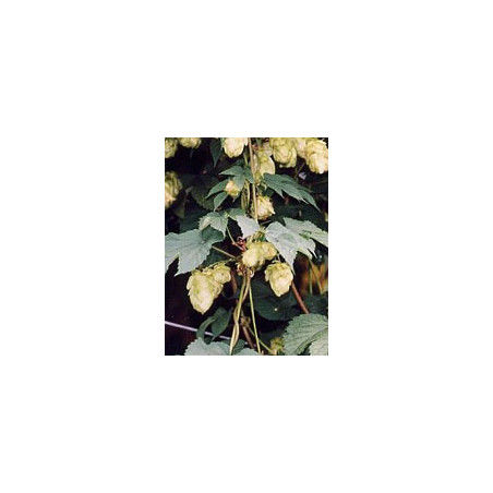 TSA HUMULUS LUPULUS 50ML