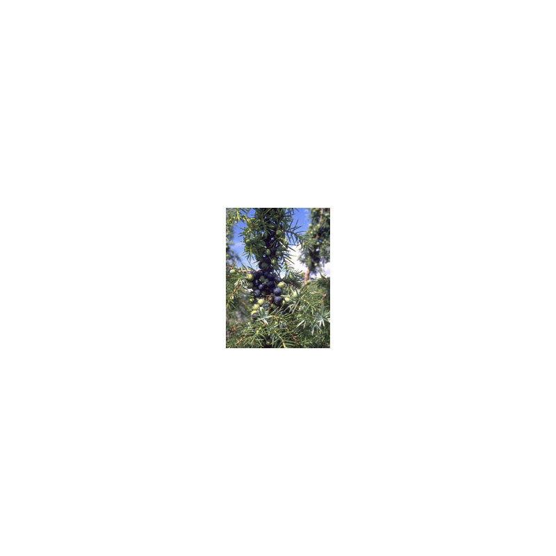 TSA JUNIPERUS COMMUNIS 50ML