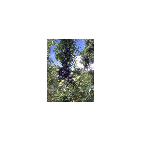 TSA JUNIPERUS COMMUNIS 50ML