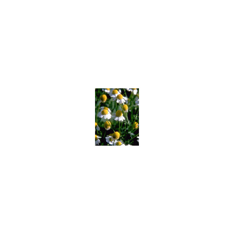 TSA MATRICARIA CHAMOMILLA 50ML