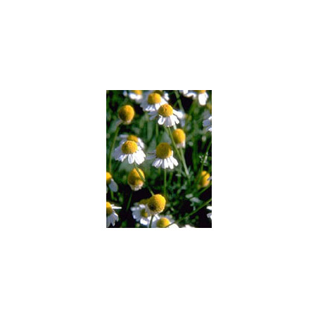 TSA MATRICARIA CHAMOMILLA 50ML
